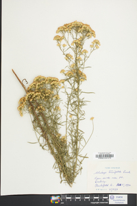 Solidago tenuifolia image