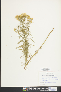 Solidago tenuifolia image