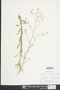 Croptilon divaricatum image