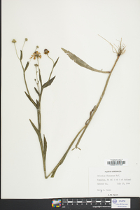 Helenium flexuosum image