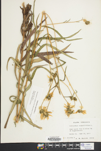 Helianthus angustifolius image