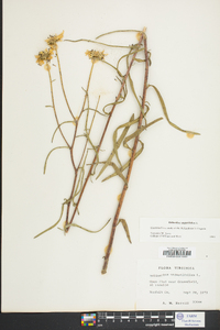 Helianthus angustifolius image