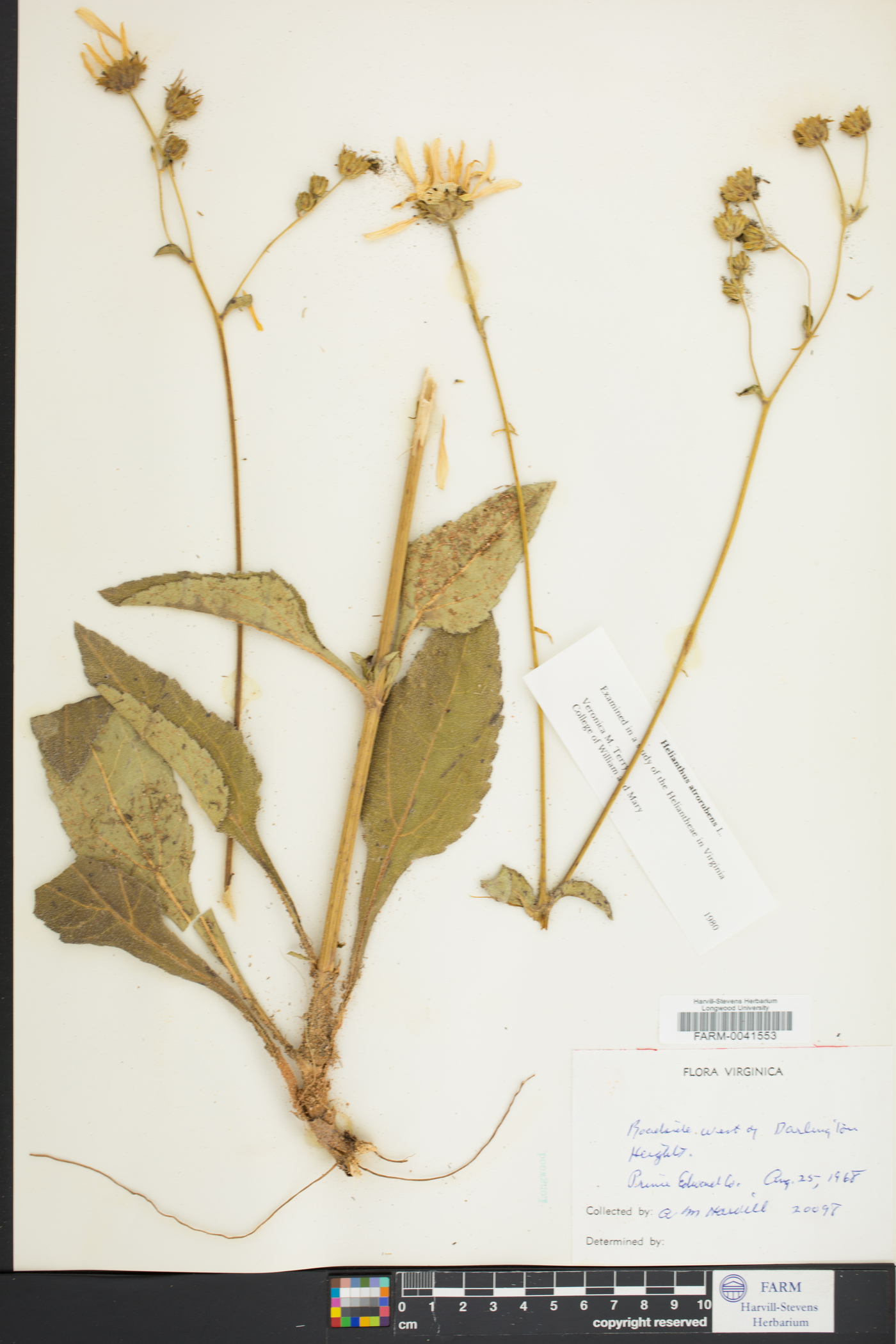 Helianthus atrorubens image
