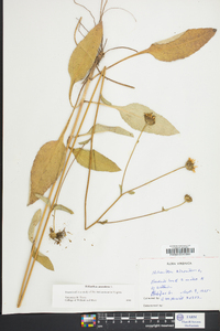 Helianthus atrorubens image