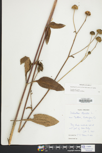 Helianthus atrorubens image