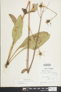 Helianthus atrorubens image