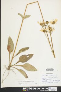 Helianthus atrorubens image