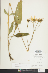 Helianthus atrorubens image