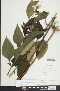 Helianthus decapetalus image