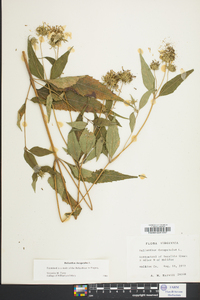 Helianthus decapetalus image