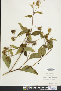 Helianthus decapetalus image