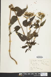 Helianthus divaricatus image