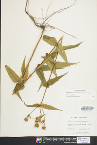 Helianthus divaricatus image