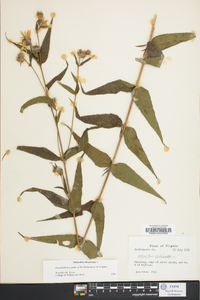 Helianthus divaricatus image