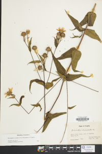 Helianthus divaricatus image