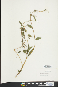Helianthus giganteus image