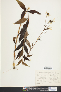 Helianthus laevigatus image