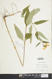 Helianthus strumosus image