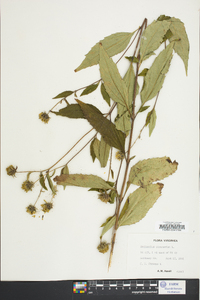 Helianthus strumosus image