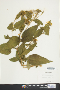 Helianthus strumosus image