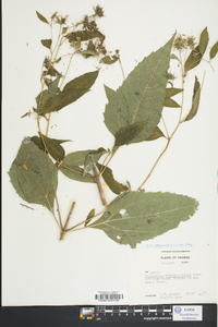 Helianthus strumosus image