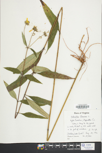 Helianthus strumosus image