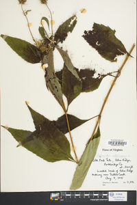 Helianthus strumosus image