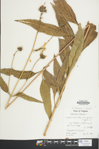 Helianthus strumosus image