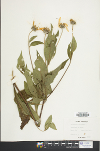 Helianthus tuberosus image