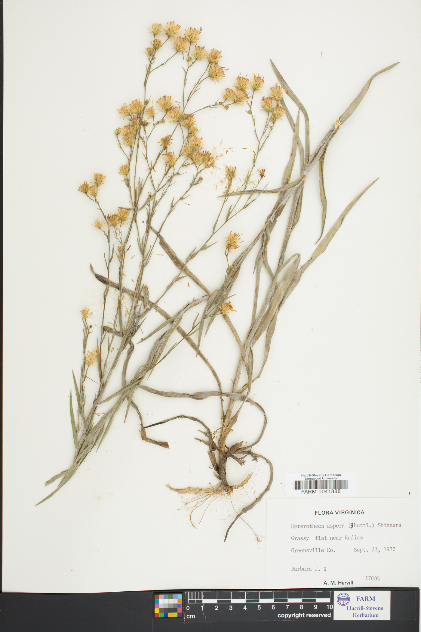 Heterotheca aspera image