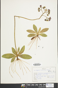 Hieracium aurantiacum image