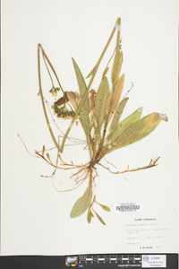 Hieracium caespitosum image