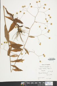 Hieracium paniculatum image