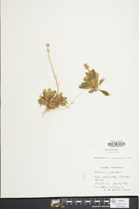 Hieracium pilosella image