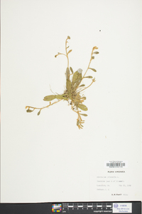 Hieracium pilosella image