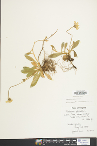 Hieracium pilosella image