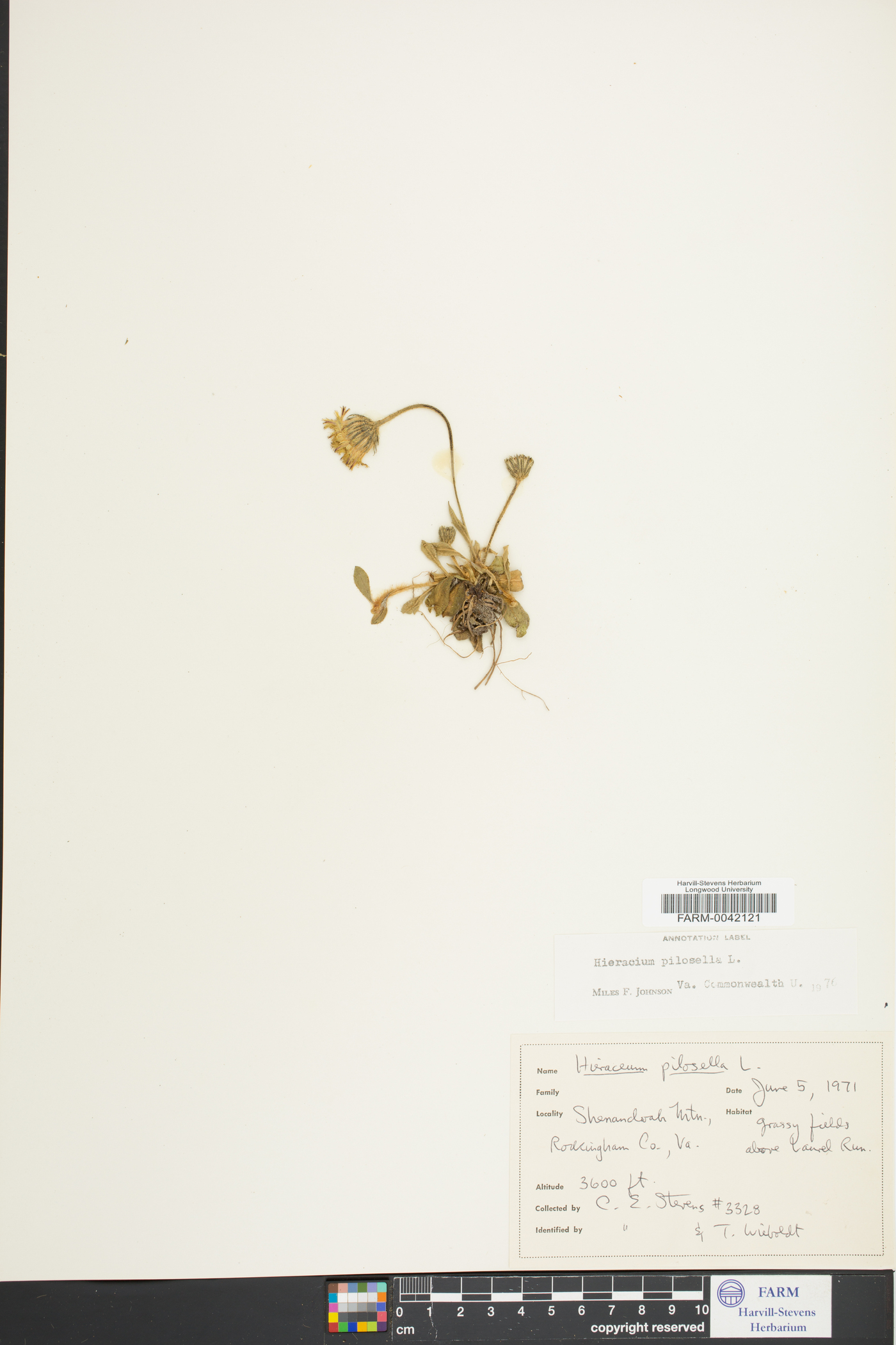 Hieracium pilosella image