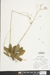 Hieracium traillii image