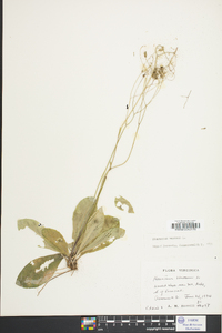 Hieracium venosum image