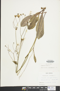 Hieracium venosum image