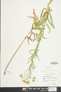 Kuhnia eupatorioides image