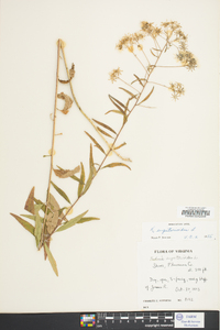 Kuhnia eupatorioides image