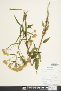 Kuhnia eupatorioides image