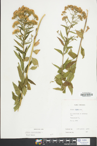 Kuhnia eupatorioides image