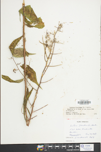 Lactuca floridana image