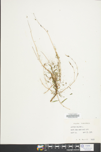 Lactuca hirsuta image