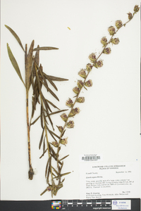 Liatris aspera image