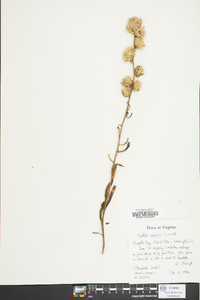 Liatris aspera image