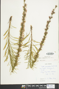 Liatris graminifolia image