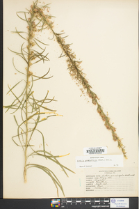 Liatris graminifolia image